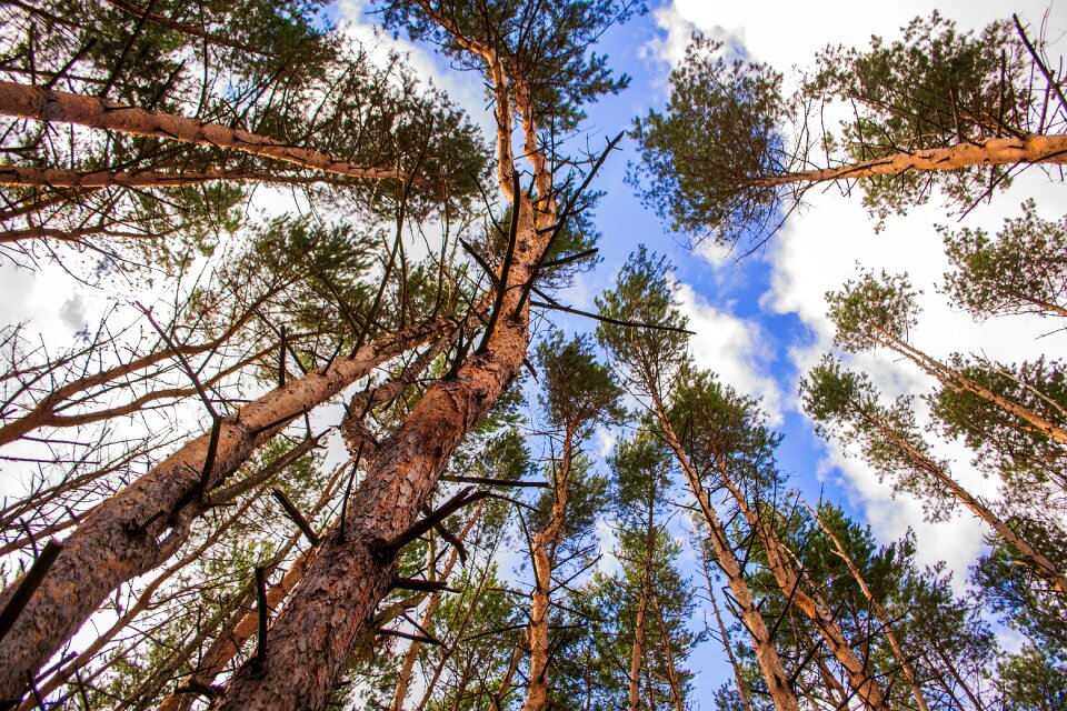 Pine sky from the bottom