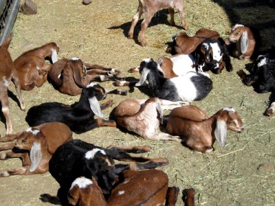 Baby Goats Look Like Puppies