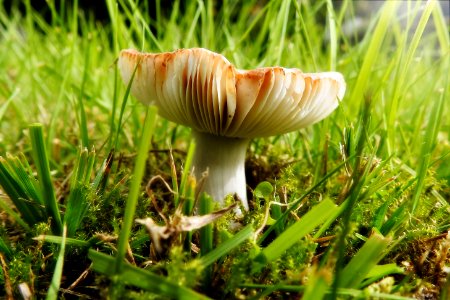 lawn fungi photo