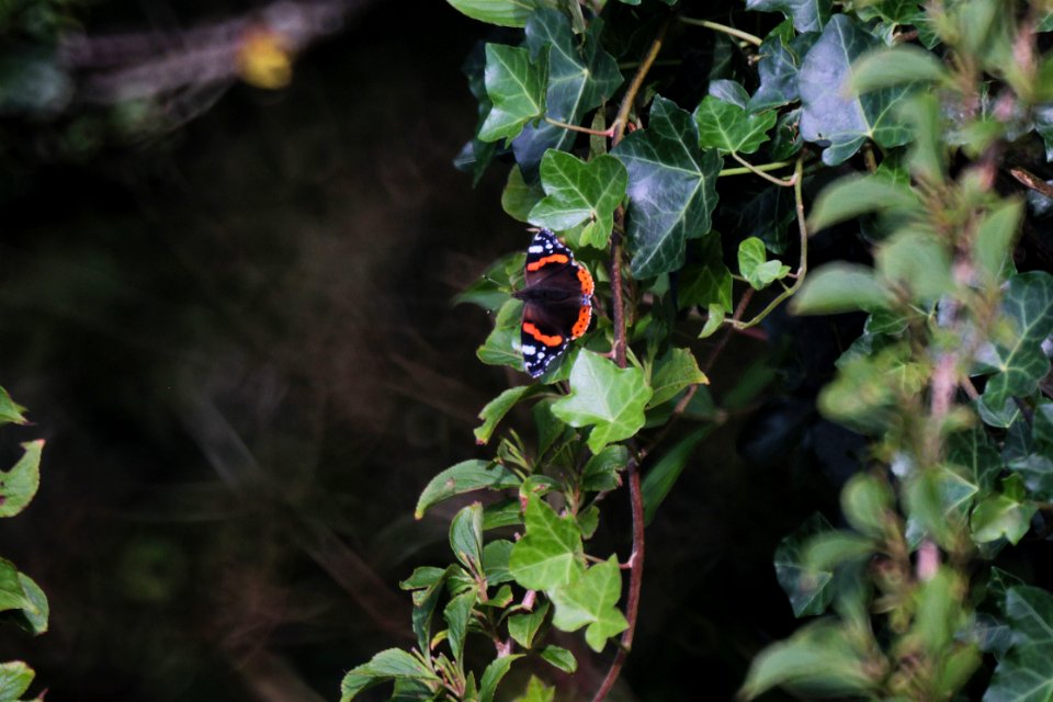 an admiral on ivy photo