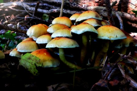a mushroom Family photo