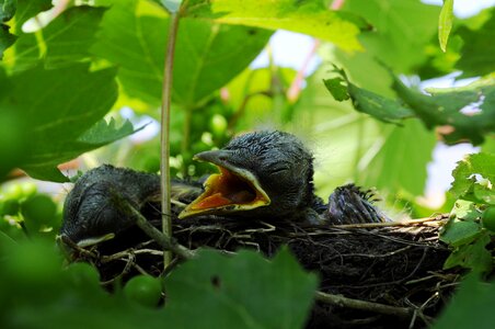 Cub nest wildlife photo