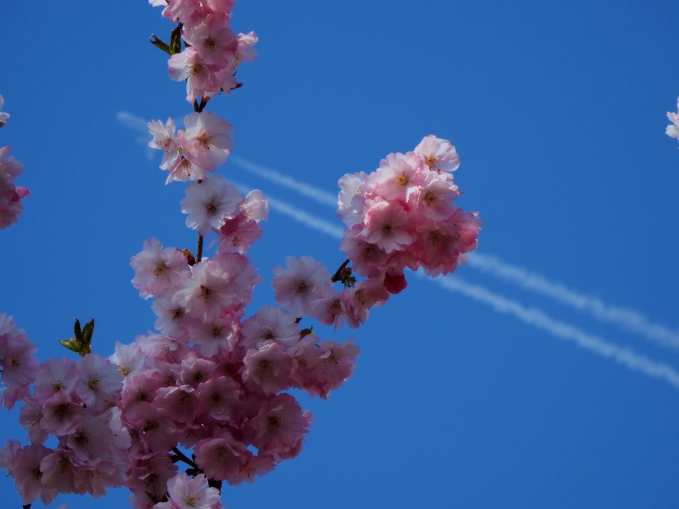 Cherry blossom photo