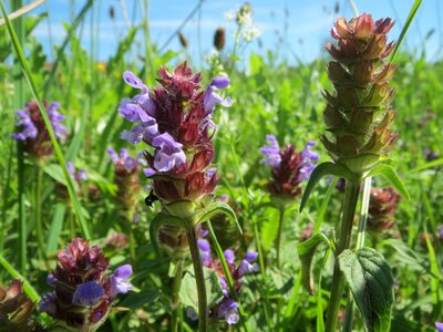 Wildflower flora meadow