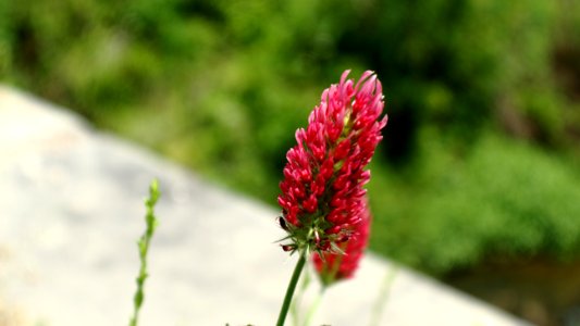 red clover