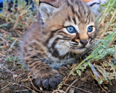 Domestic fur small
