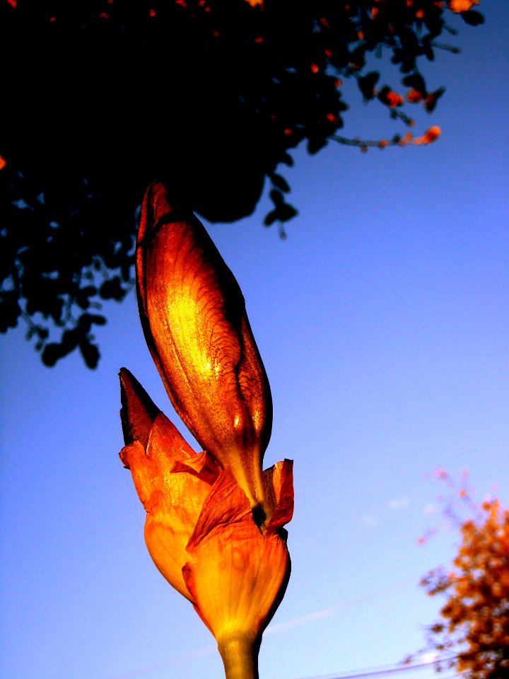 Iris Bud False Colored