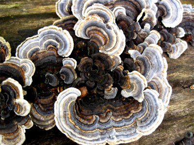 Shells on Tree Bark