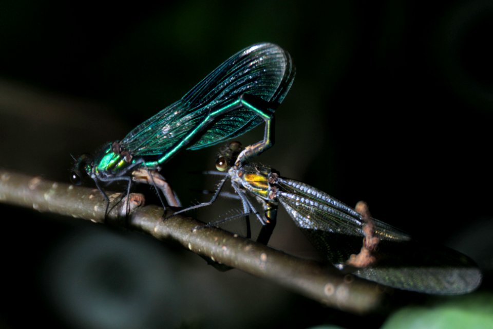 banded demoiselle mating photo