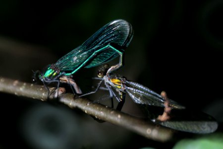 banded demoiselle mating photo