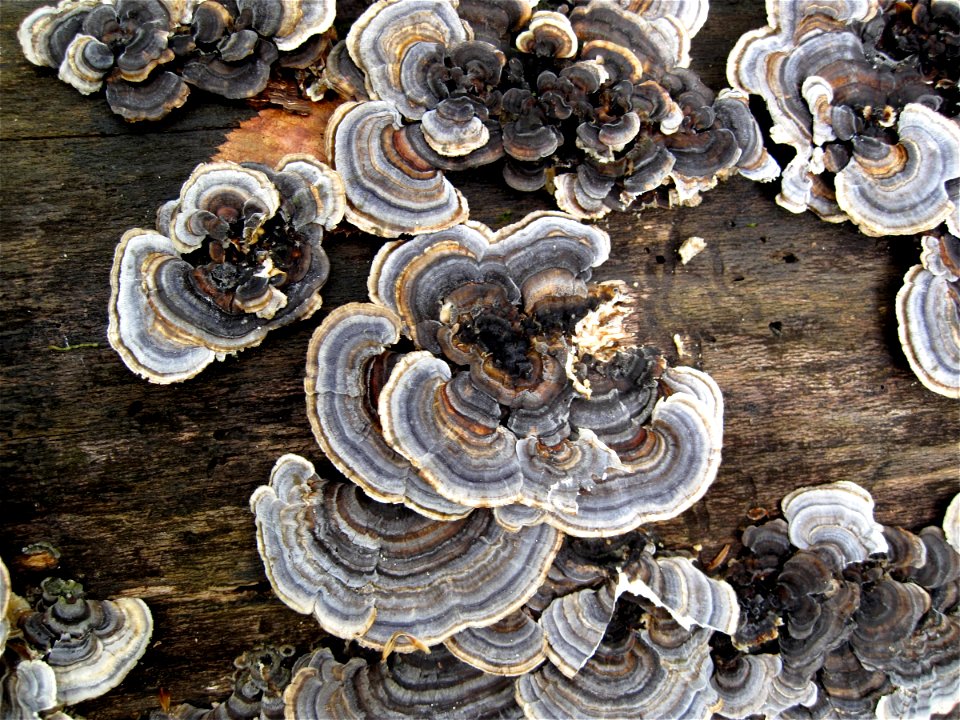Shells on Tree Bark