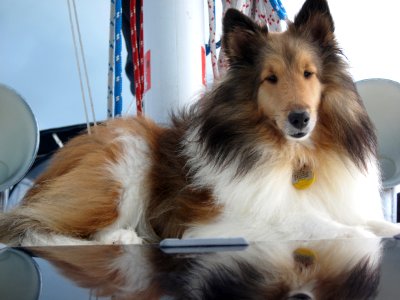 Baily the Sailor Dog