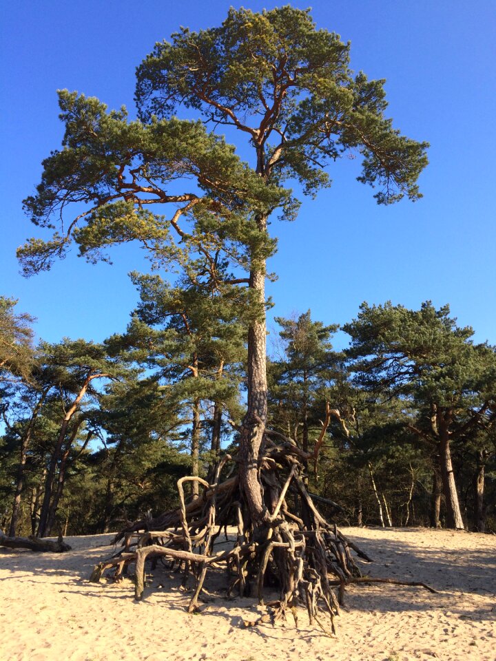 Landscape dunes plants