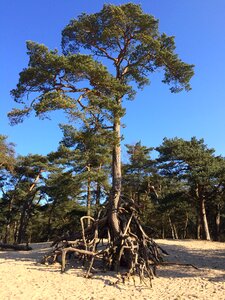 Landscape dunes plants