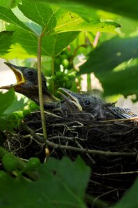 Nest wildlife neck
