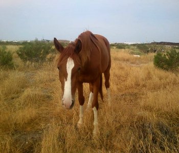 caballo