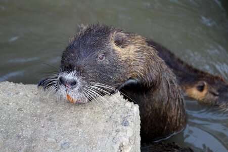 Head pond wild animal