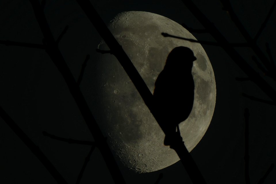 beeping at the moon