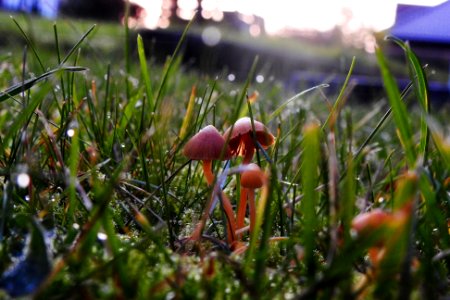 the mini mushroom family