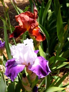 More Colored Irises