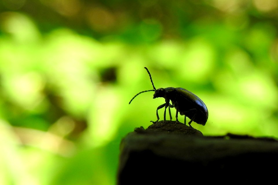 ant's eye view 03