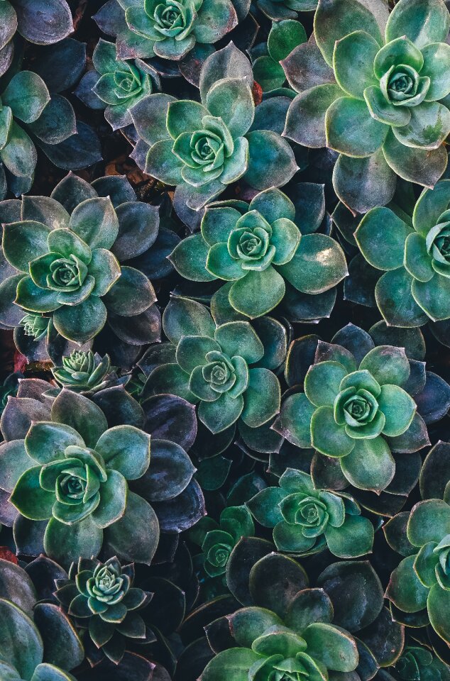 Plant growing arid dry gardening