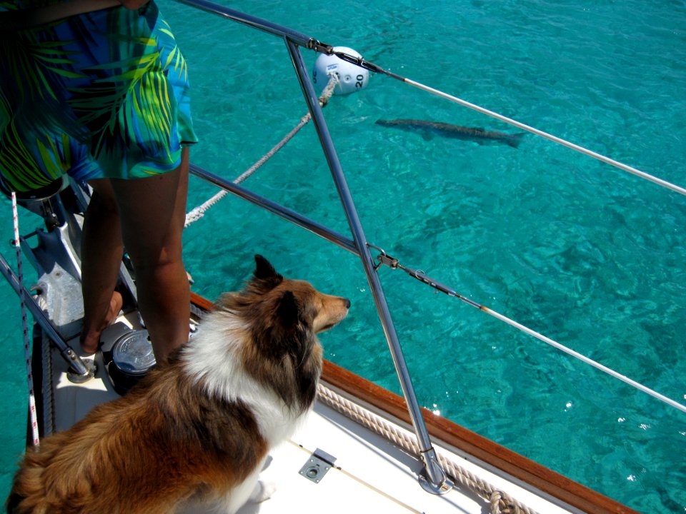 Baily Spots a Fish