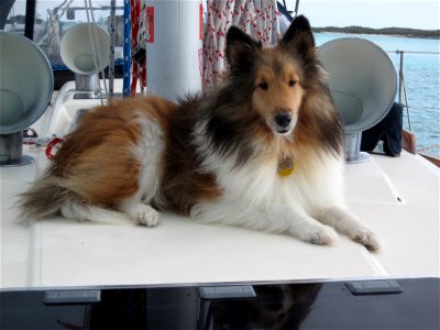 Baily the Sailor Dog