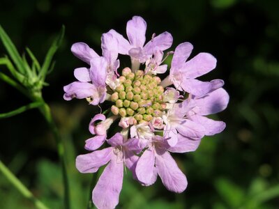 Inflorescence blossom macro