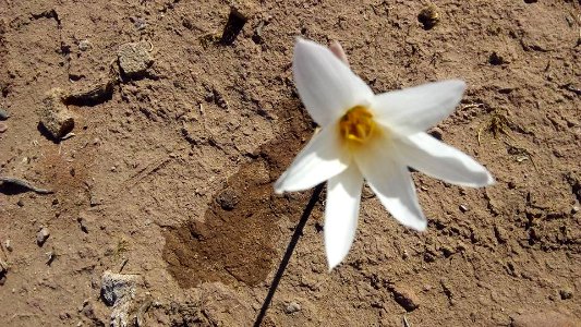 flor barda0