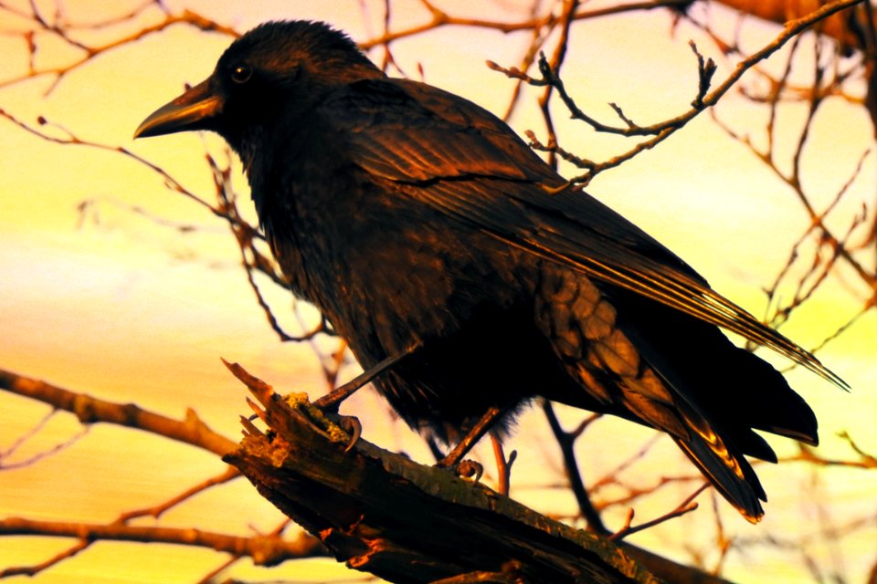 a crow in the evening light