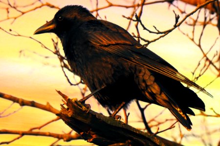 a crow in the evening light photo