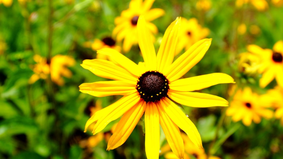 black-eyed susan photo