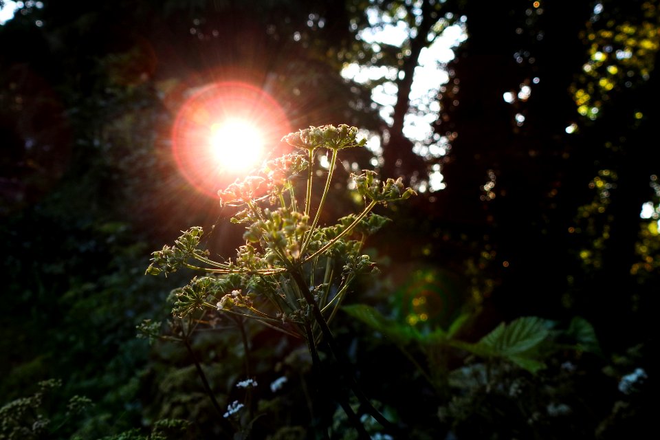 backyard sundown 01