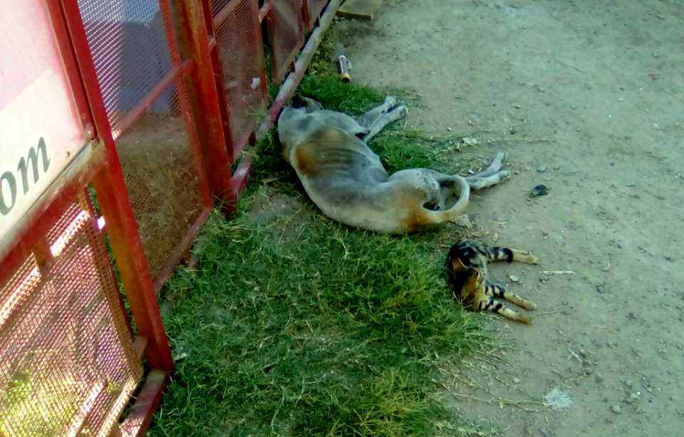 hora de la siesta