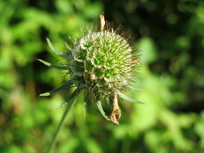 Inflorescence blossom macro