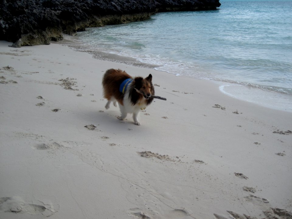 Time to Play Stick