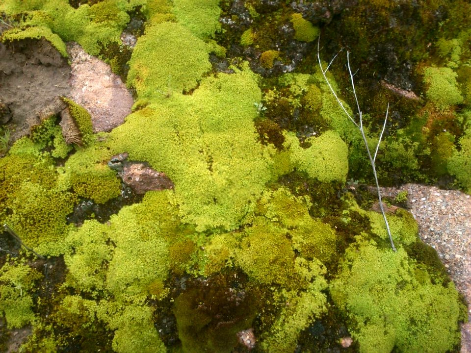 verdes