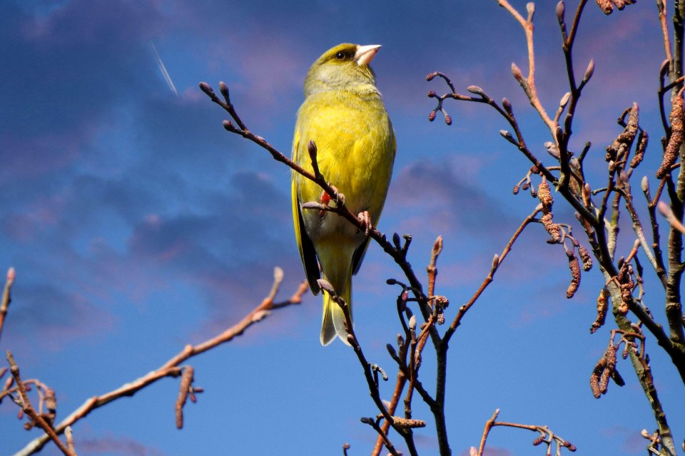 greenfinch looks yellow