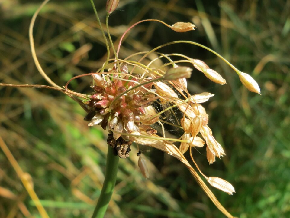 Wildflower flora herb