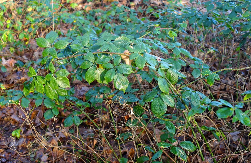 Kahl nature blackberry leaves