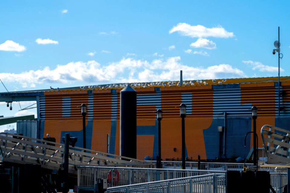 Flock of Seagulls (at Pier 11)