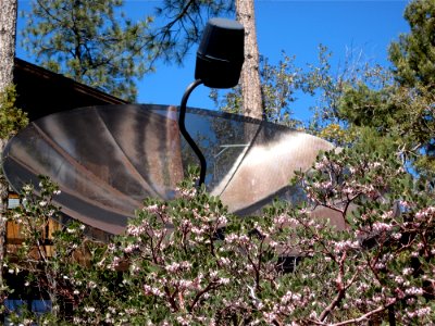 Manzanita in Blloom and Old Giant Satellite Dish