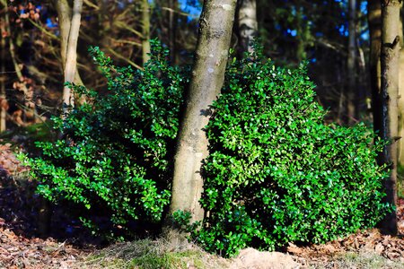 Backlighting incidence of light january