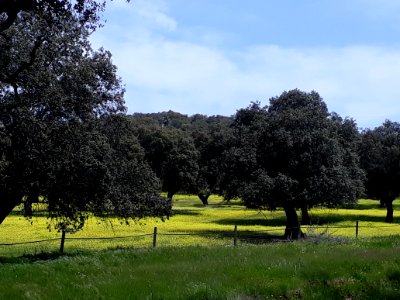 Pradera. El Real de la Jara (Sevilla). photo