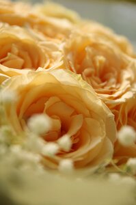 Rose flowers fresh