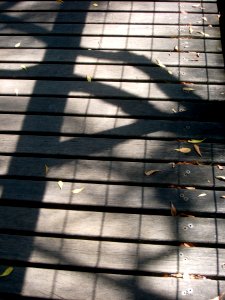 Shadows on the Path photo