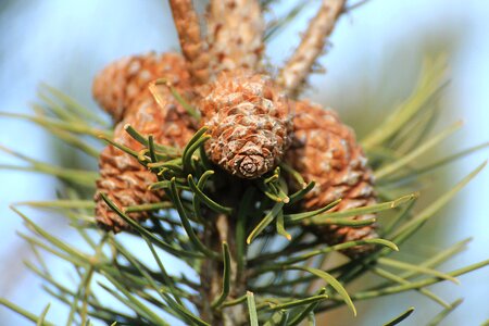 Pine cones tree nature