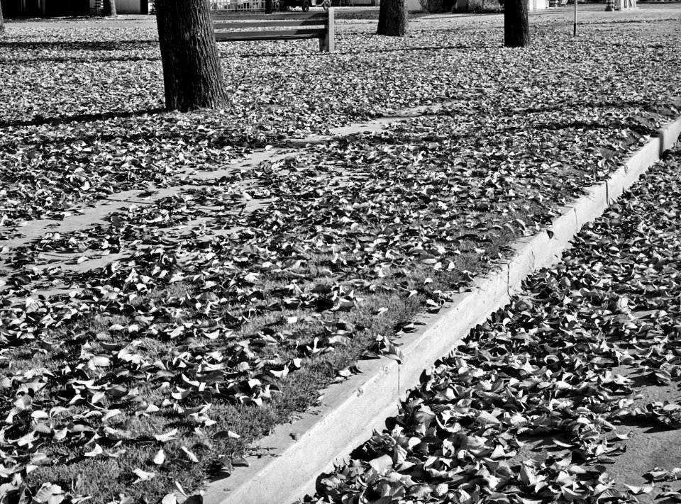 Visions of the Fall: Dead leaves in the fall. Marysville, California, November 1940.