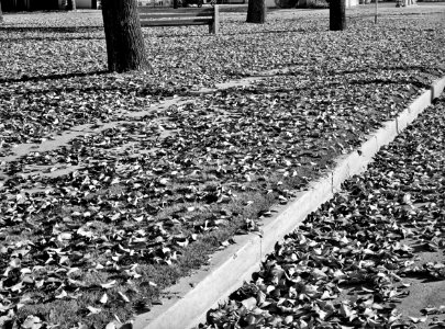 Visions of the Fall: Dead leaves in the fall. Marysville, California, November 1940.